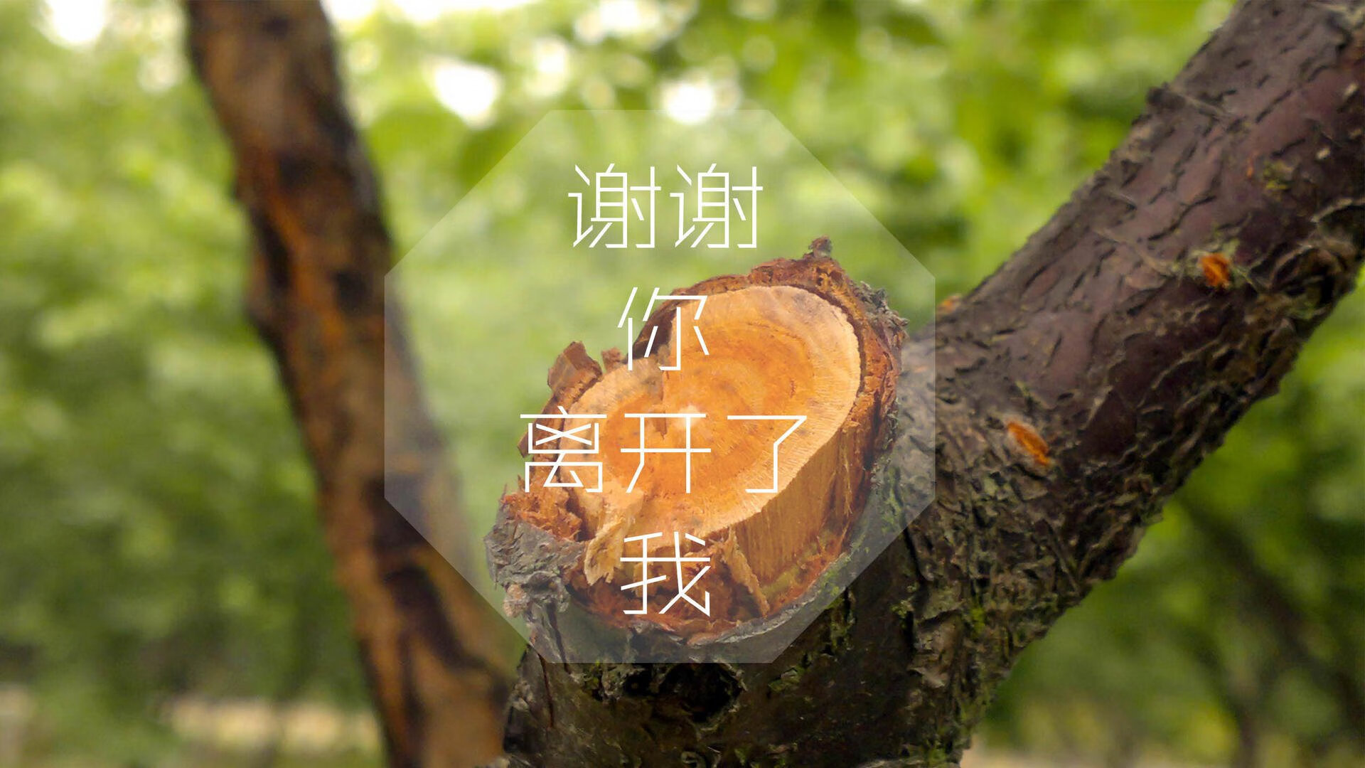 WRC人气车手TOP10：粉丝票选最喜爱选手，wrc热门车型