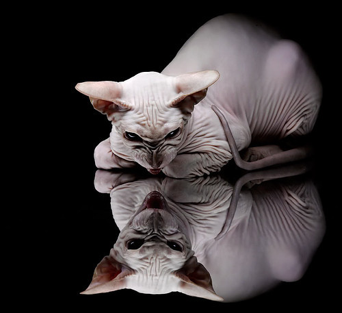 九游娱乐电竞站-归国球员：海外归来的NBA明星故事，归国明星lgl